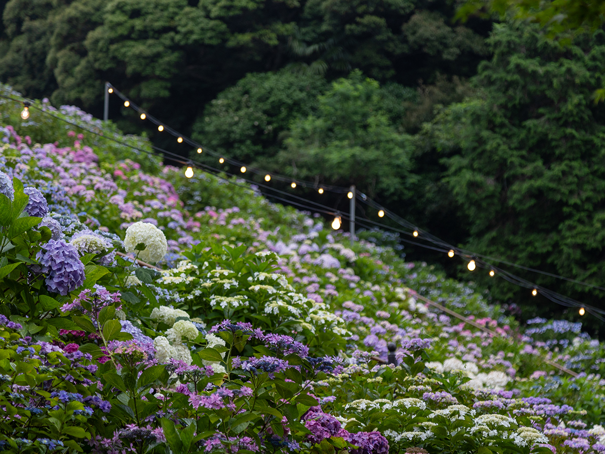 Katahara Onsen Hot Spring Hydrangea Festival