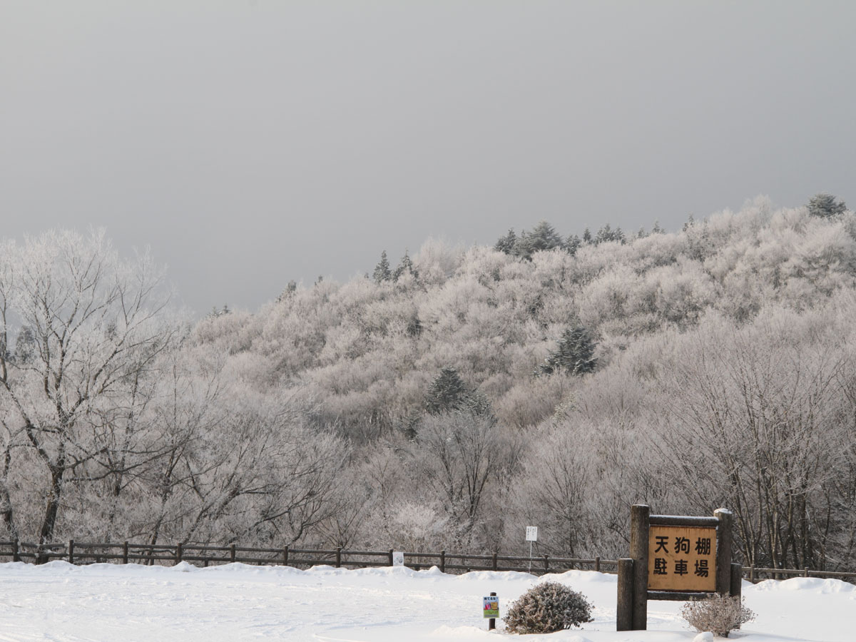 面ノ木原生林の霧氷
