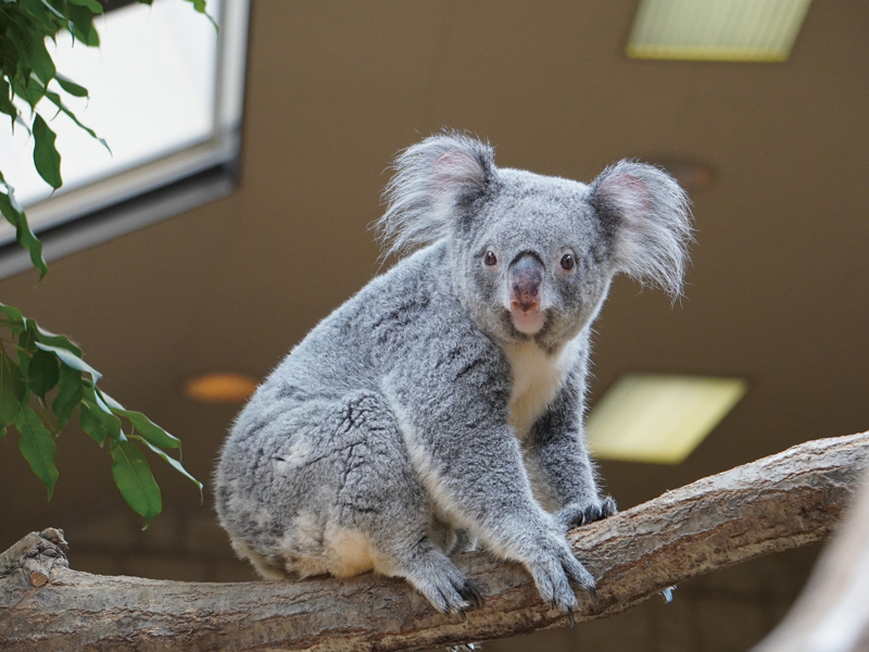 名古屋市東山動植物園