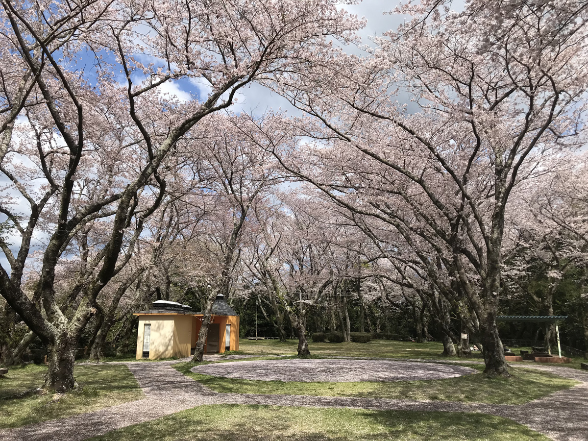 豊川市桜まつり
