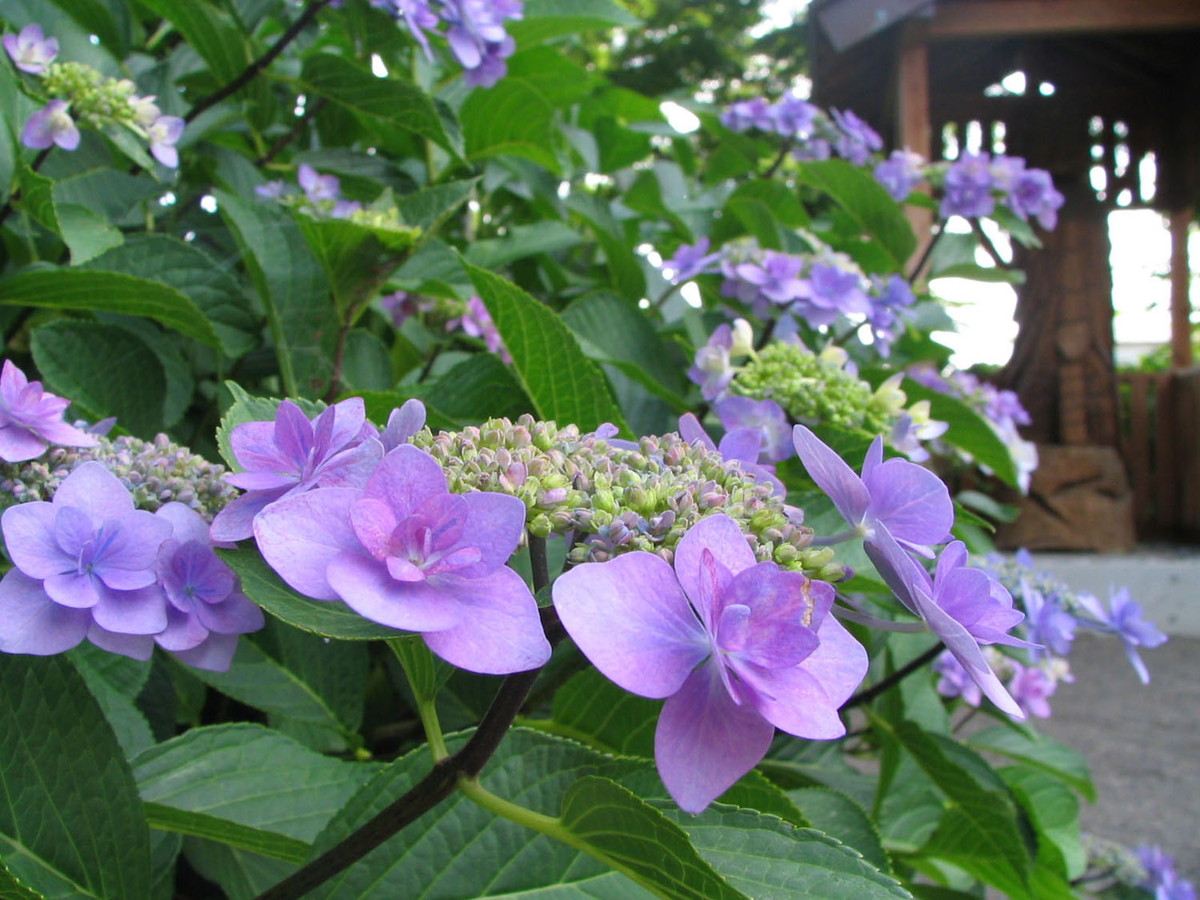 Ongakuji Temple Hydrangea Festival (Ongakuji Ajisai Matsuri)