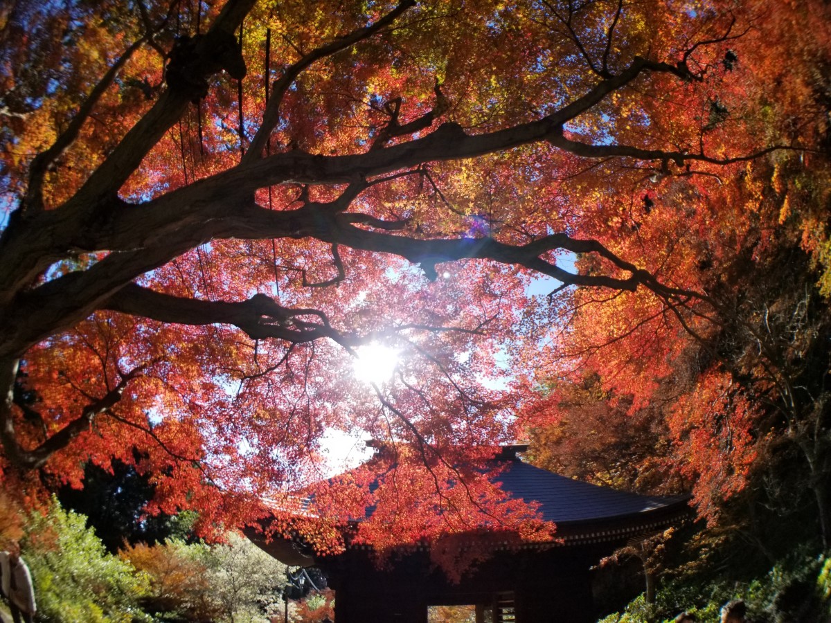 丰桥的红叶寺 普门寺 红叶节