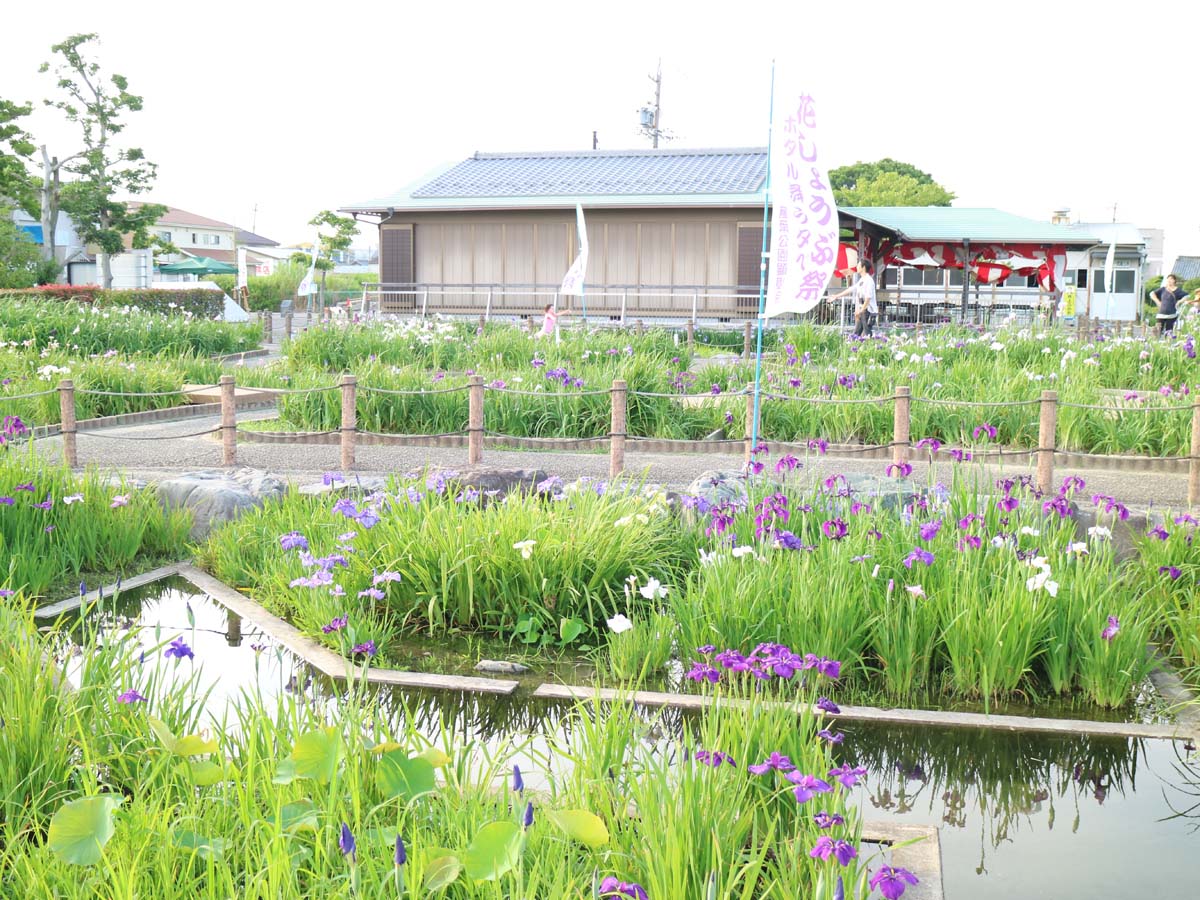 Man'yo Park and Takamatsu Garden's Japanese Iris Festival