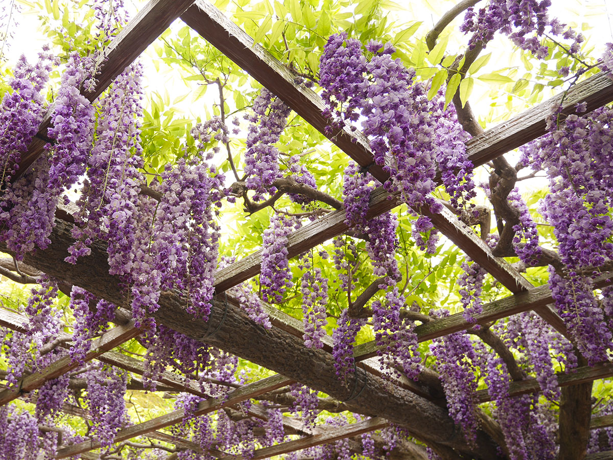 尾張津島藤まつり（天王川公園）