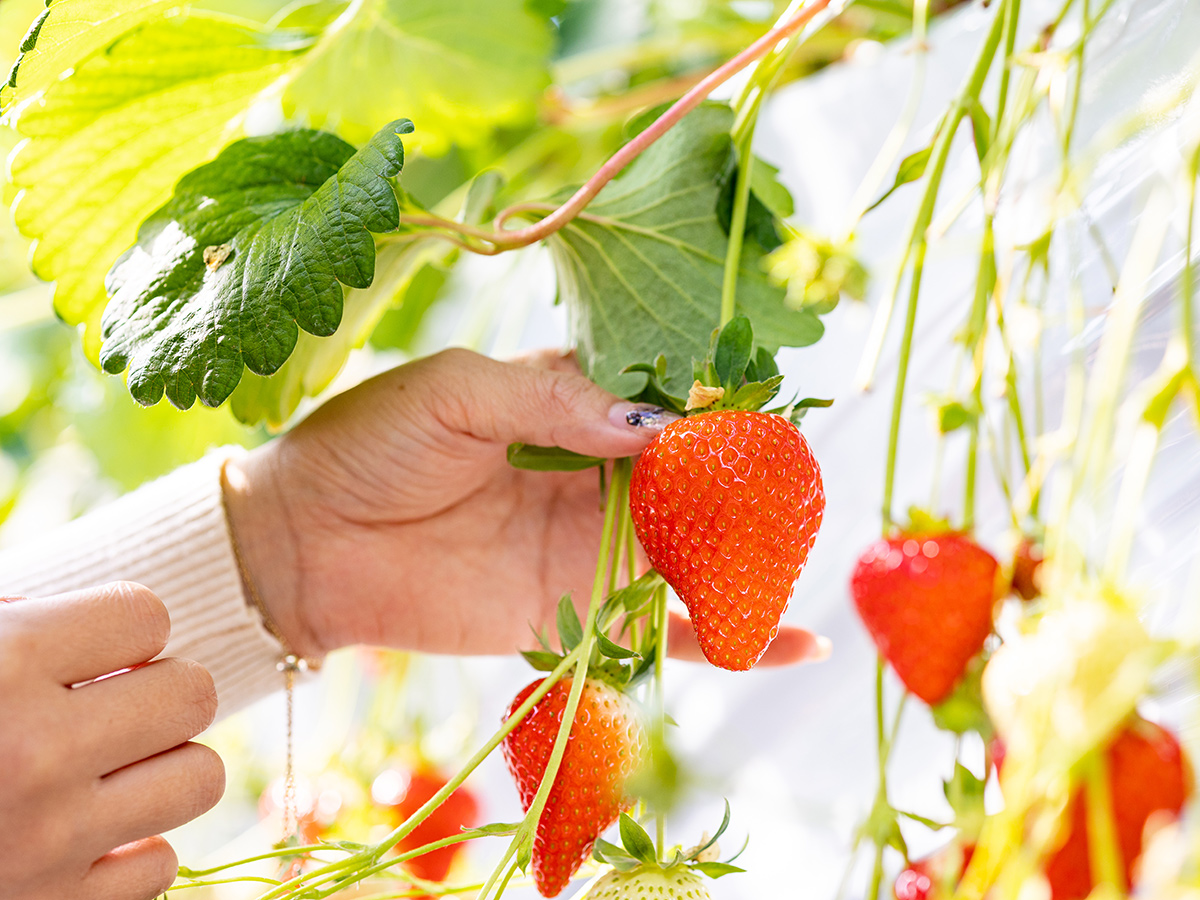 あいのいちご農園