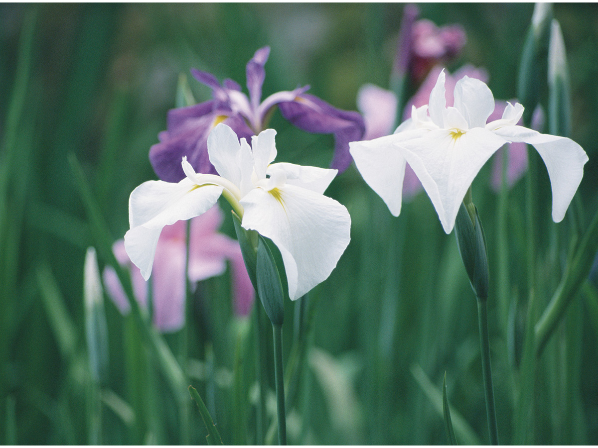 佐屋川創郷公園　ハナショウブ