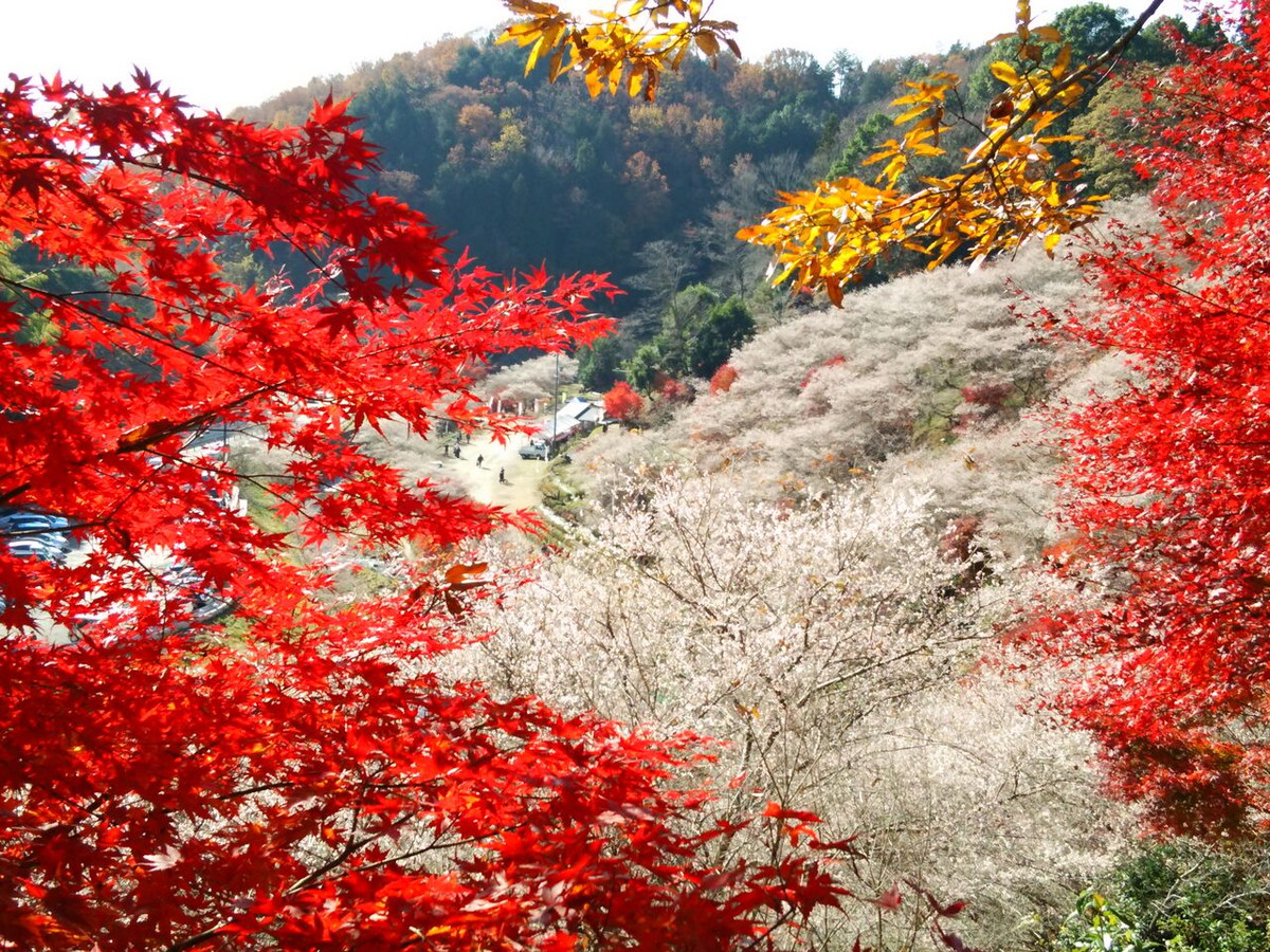 小原四季桜まつり（愛知の紅葉）