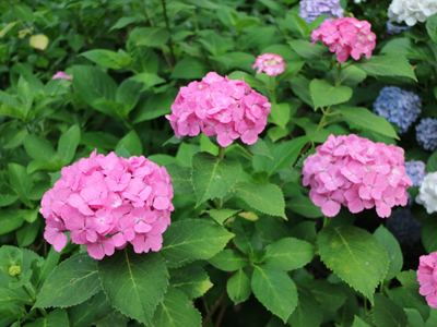 Bisai Hydrangea Festival