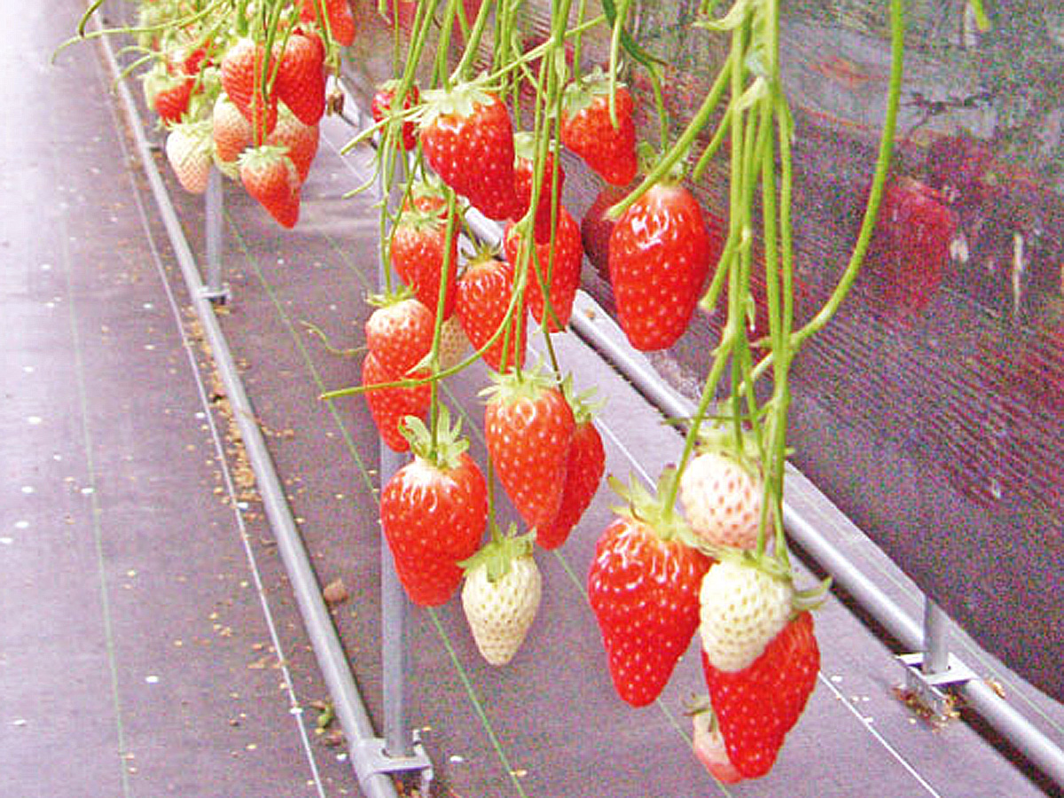 딸기 따기 체험