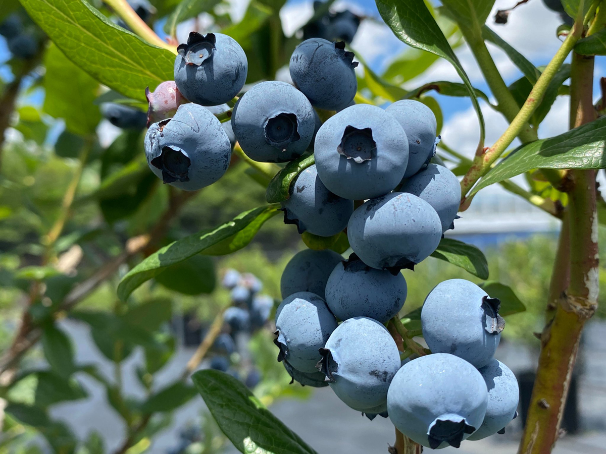 中田の丘ファーム ブルーベリー農園