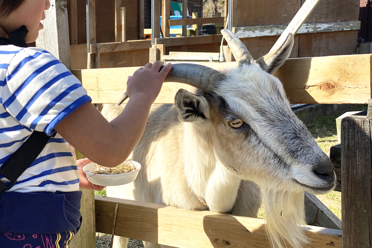 愛知牧場　ヤギ