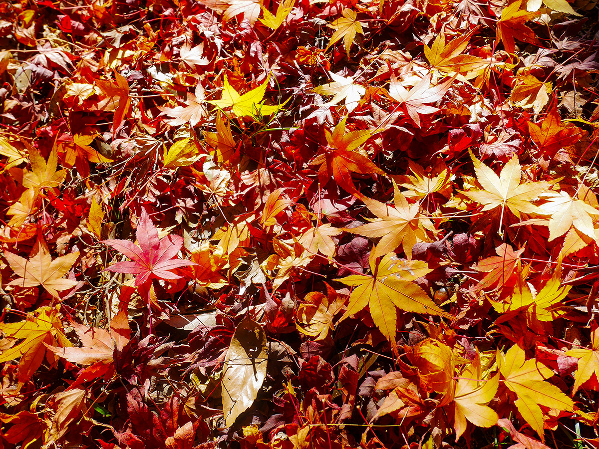 Obara Shikizakura Cherry Trees and Washi Japanese Paper
