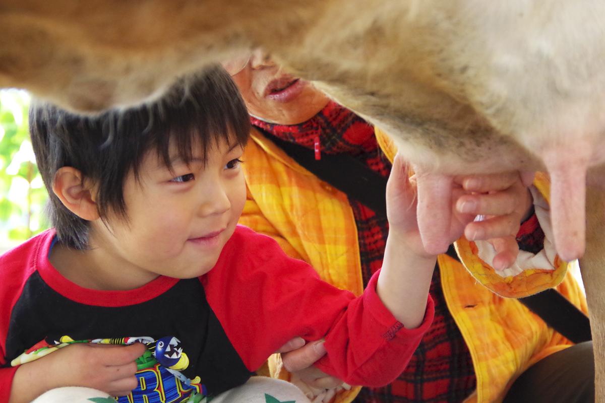 愛知牧場　乳搾り