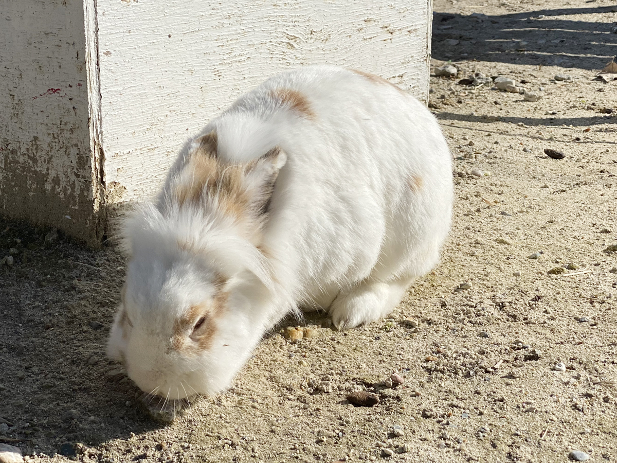 愛知牧場　ウサギ