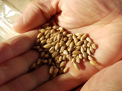 Morita Kinshachi Beer, the "Nagoya Meshi" gourmet companion