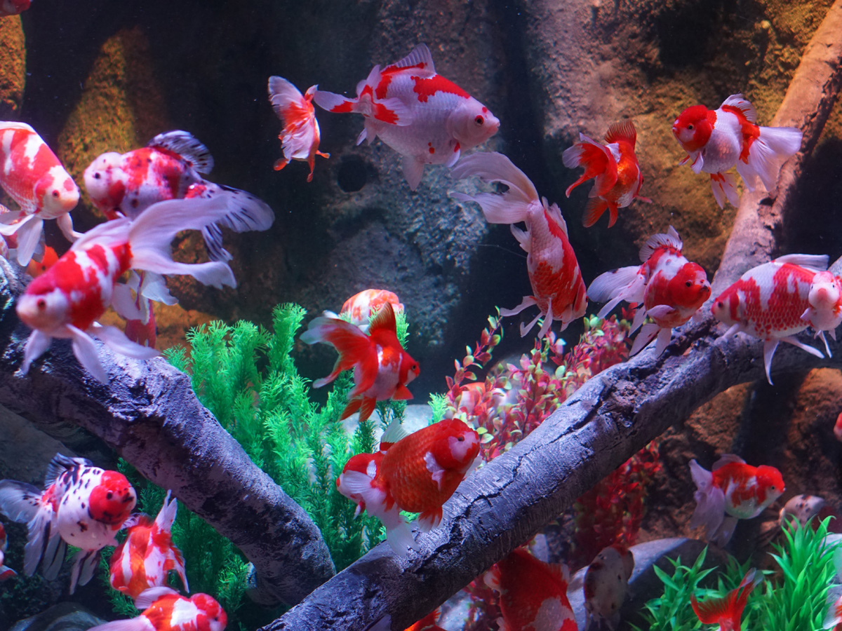 レゴランドシーライフ名古屋