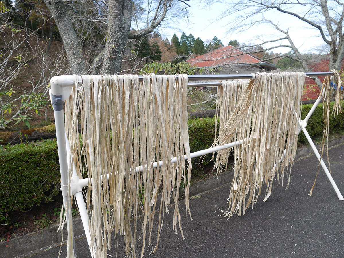 Cherry Blossom and Autumn Leaves Together? Only in Aichi’s Obara! - Four-Seasons Cherry Blossoms & Traditional Washi Paper