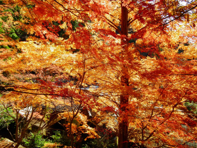 Aichi’s Secret Wonder, Cherry Blossom and Autumn Leaves Together!