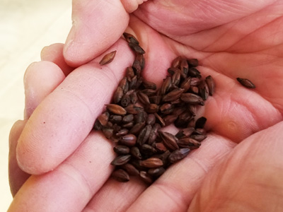 Morita Kinshachi Beer, the "Nagoya Meshi" gourmet companion