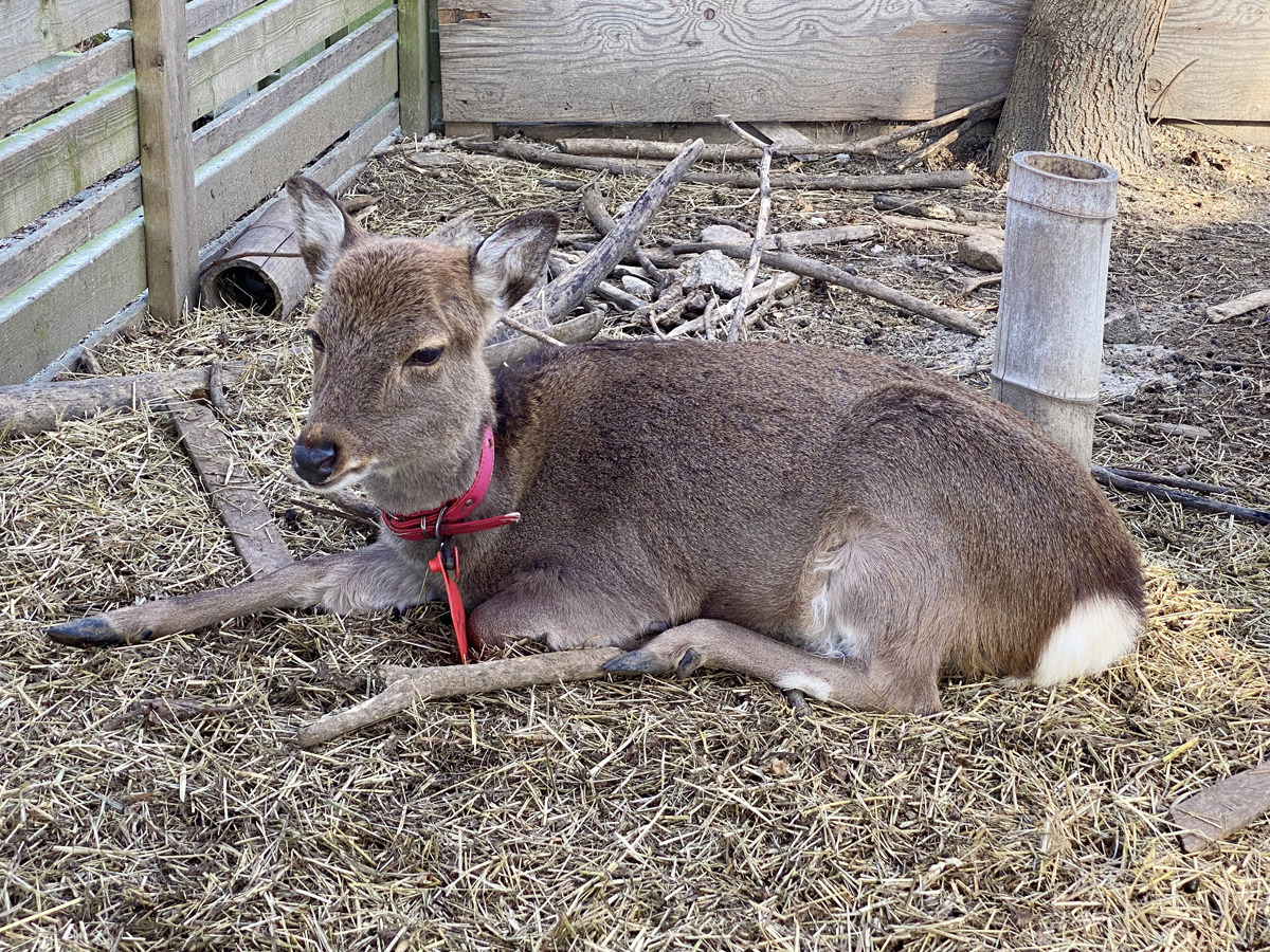 愛知牧場　鹿
