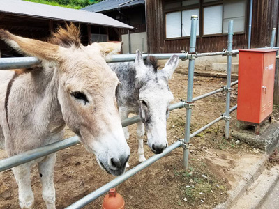 ようこそ、不思議ワールドへ　愛知の秘境・とみやまトリップ