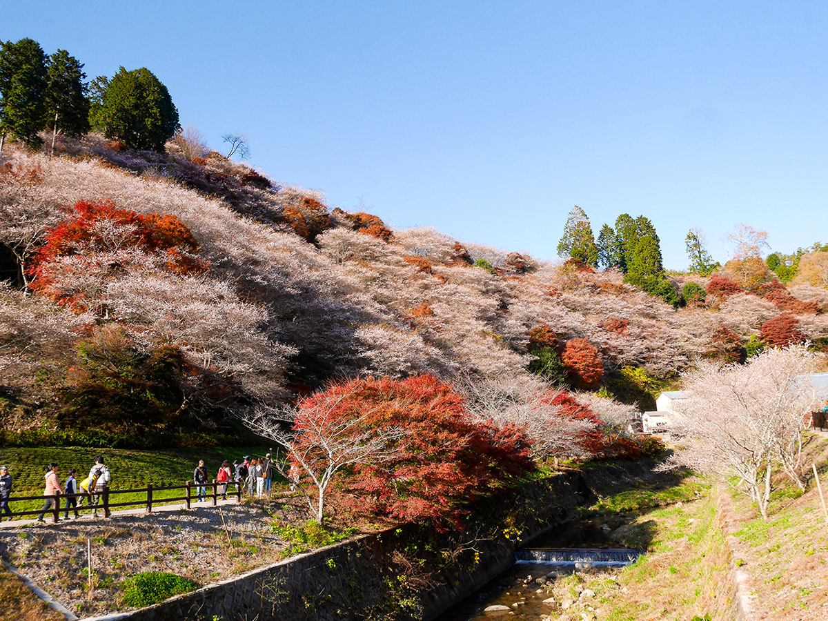 Obara Shikizakura Cherry Trees and Washi Japanese Paper