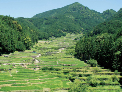 Ancient Cutting-Edge Technology, The Rare, Terraced, Senmaida Ricefields.