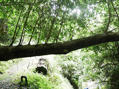 ようこそ、不思議ワールドへ　愛知の秘境・とみやまトリップ