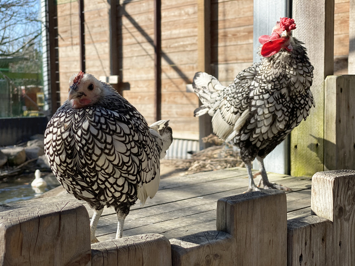 愛知牧場　ニワトリ