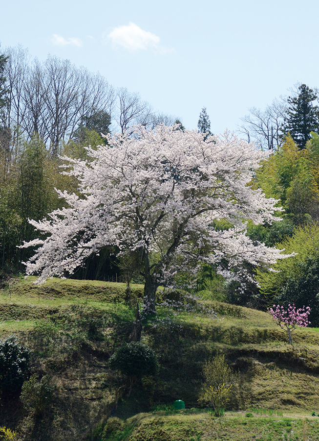 成合の一本桜