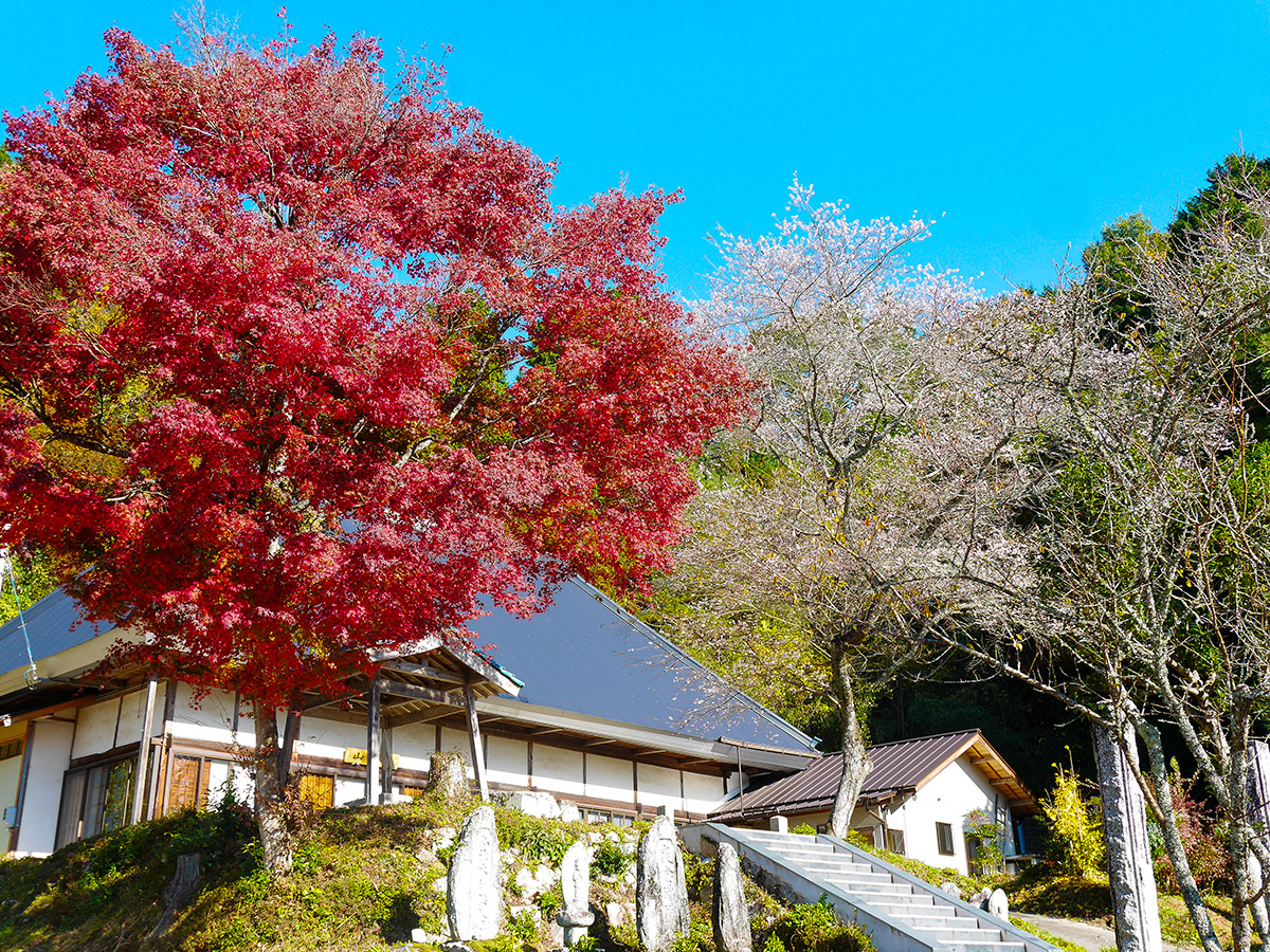 Obara Shikizakura Cherry Trees and Washi Japanese Paper