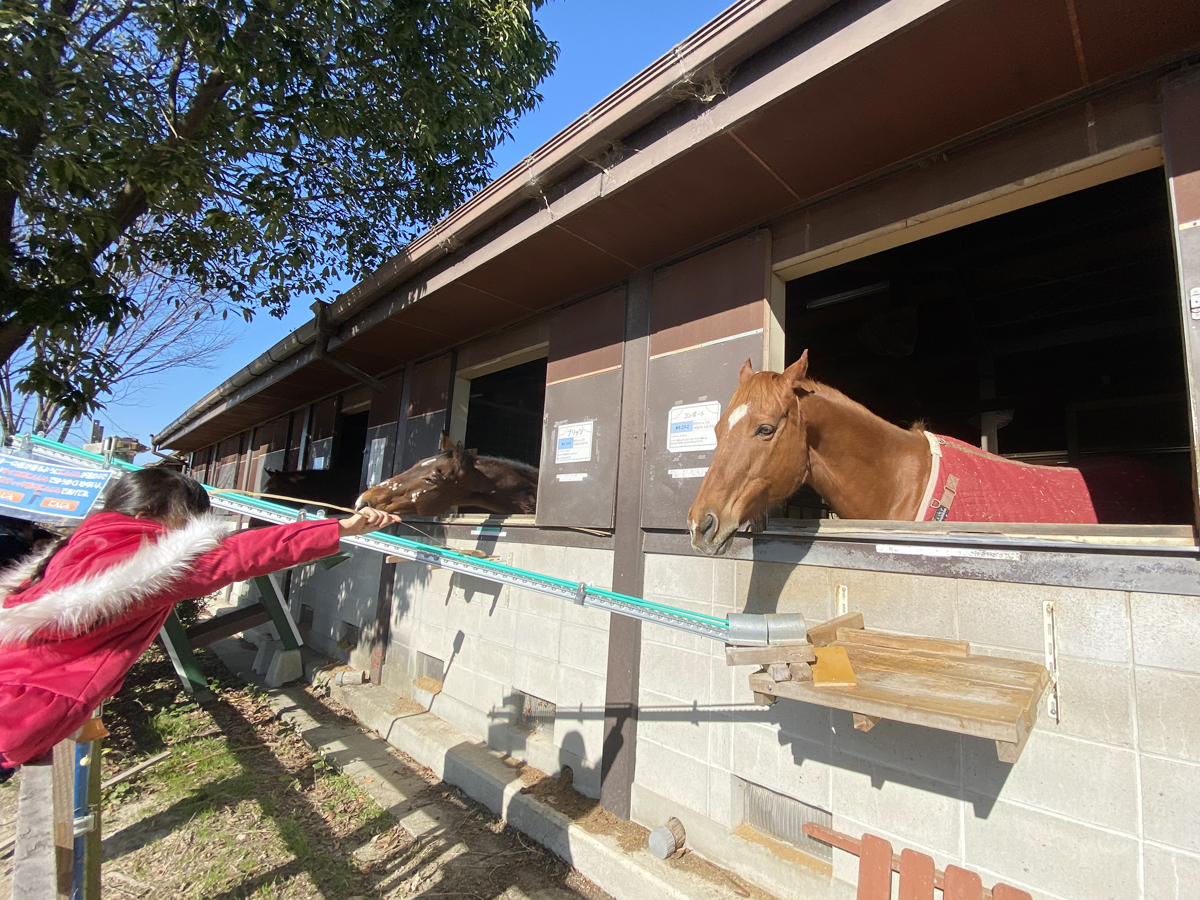 愛知牧場　馬