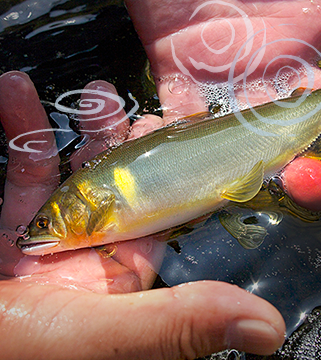 美味しさ日本一!東栄町の鮎を満喫しよう