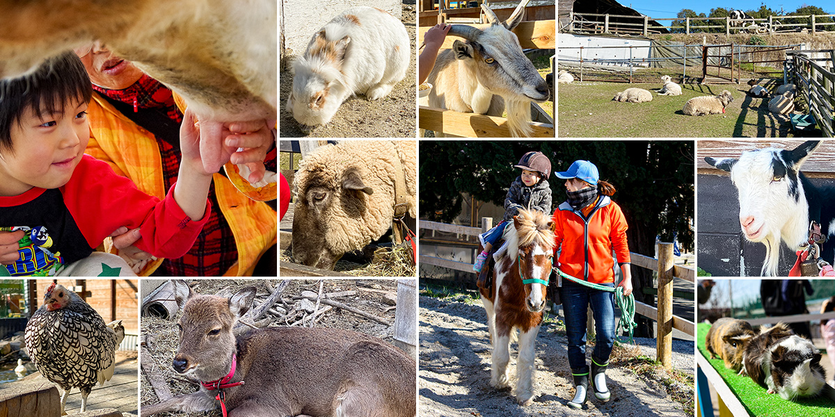 動物＆花畑♡癒しの体験スポット「愛知牧場」へ行こう！