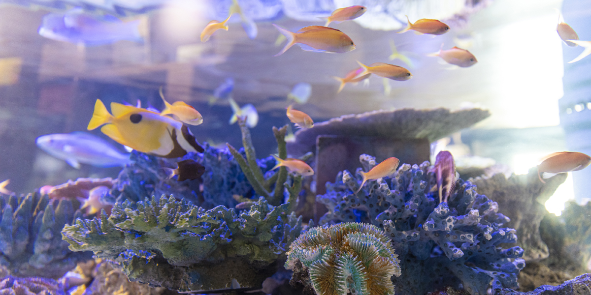 「蒲郡はDeepに！」深海魚と癒しの海をめぐる1日旅