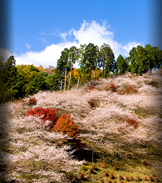 Aichi’s Secret Wonder, Cherry Blossom and Autumn Leaves Together!