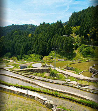 Ancient Cutting-Edge Technology, The Rare, Terraced, Senmaida Ricefields.