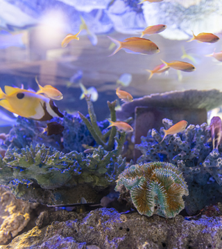 「蒲郡はDeepに!」深海魚と癒しの海をめぐる1日旅