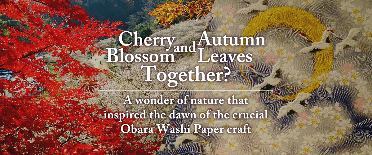 Cherry Blossom and Autumn Leaves Together? A wonder of nature that inspired the dawn of the crucial Obara Washi Paper craft
