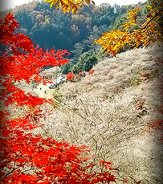 Obara, for the Best Natural Scenes and Hand Made Screens