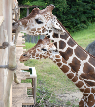感染予防をしながらあいち観光を楽しもう!<br>~感染防止のスゴイ取り組みを紹介~<br>のんほいパーク(豊橋総合動植物公園)