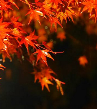 酒販店に聞く!ひやおろしの選び方