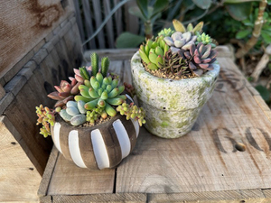 多肉植物寄せ植え体験